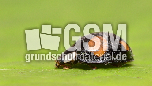 Asiatischer Marienkäfer (21).JPG